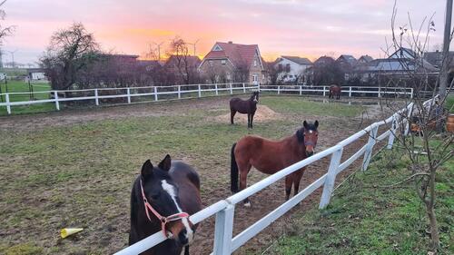 Foto - Etablierte Reitanlage mit Charme und Mehrfamilienhaus