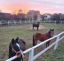 Etablierte Reitanlage mit Charme und Mehrfamilienhaus - Hohenhameln