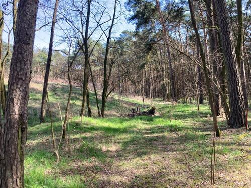 Foto - Eigentumsland: Wald+Wiese - 2.630,00 EUR Kaltmiete, ca.  0,00 m²
