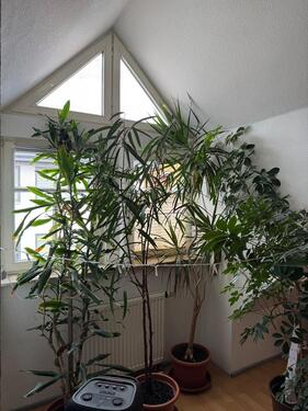 Foto - Einfamilienhaus in Heringen (Werra) zum Kaufen