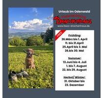 Urlaub mit HundFerienwohnung mit Sauna - Rimbach