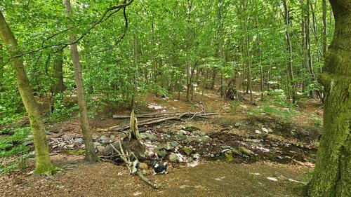 Foto - 2 Zimmer Hochparterre zum Kaufen in Bad Harzburg
