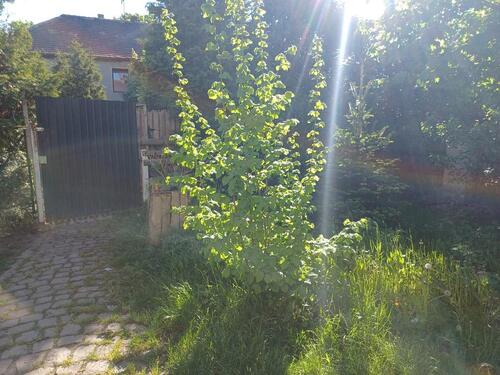 Foto - Etagenwohnung zur Miete in Herzberg (Elster)