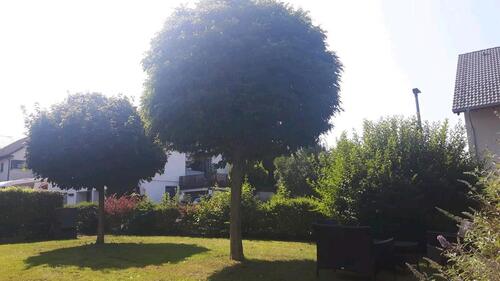 Foto - 3 Zimmer Hochparterre in Bad Waldsee