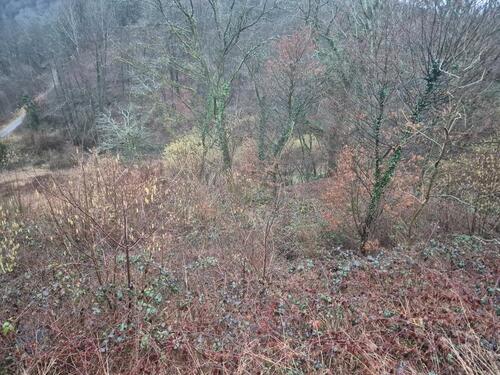 Foto - 1152m² Waldfläche stark durchforstet, schwer zu bewirtschaften.