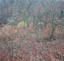 1152m² Waldfläche stark durchforstet, schwer zu bewirtschaften. - Hennef (Sieg)
