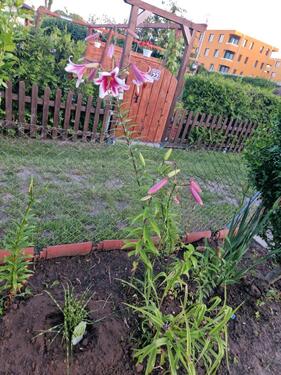 Foto - Grundstück zur Miete in Neustadt (Dosse)