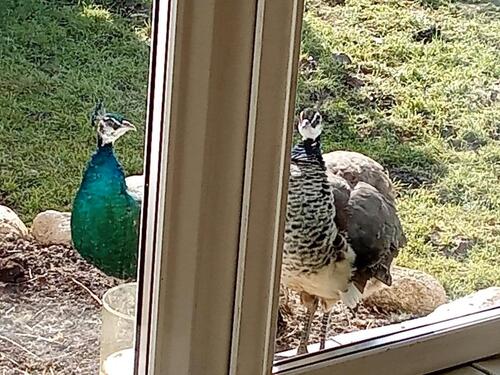 Foto - Doppelhaushälfte in Karstädt zur Miete