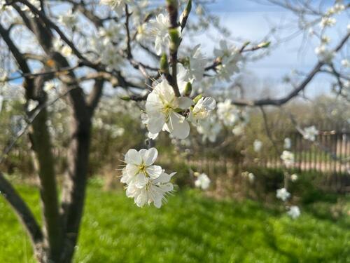 Foto - Traumhafter Garten Pachtgarten mit Laube 60 m2 am schmalen Rain