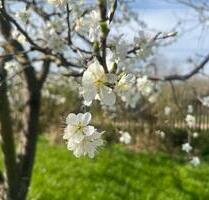 Traumhafter Garten Pachtgarten mit Laube 60 m2 am schmalen Rain - Gotha