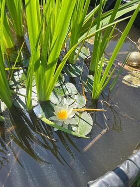 Foto - Grundst&uuml;ck zur Miete in Gotha