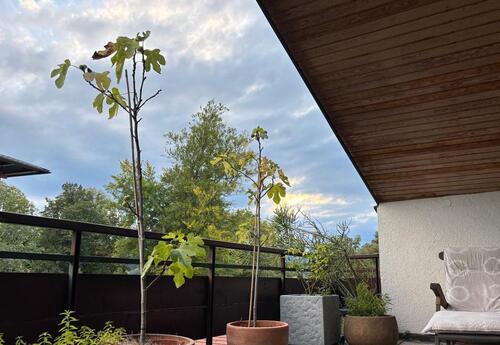 Foto - 6 Zimmer Reihenhaus zum Kaufen in Bad Tölz