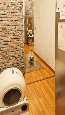 Foto - Etagenwohnung in Zwickau zur Miete