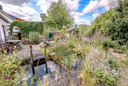 Teich - 