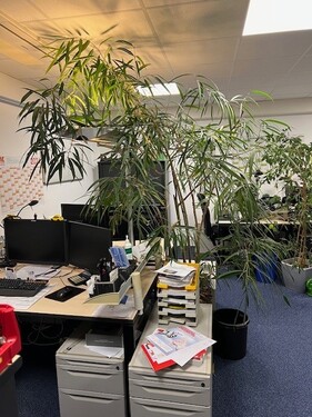 Büro2 - Büro in Königswinter zur Miete