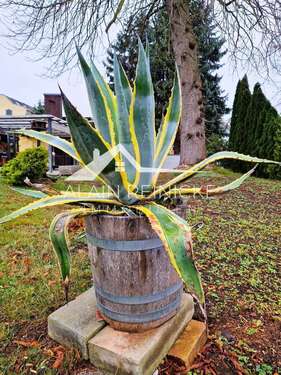 Agave - Grundstück in Chemnitz