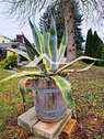 Agave - 