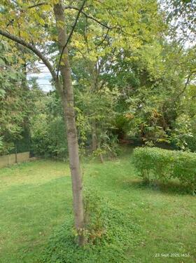 Blick in den Garten - 