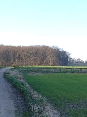 Königsdorfer Wald in der Nähe der Wohnung - Helle, bezugsfreie 2,5-Zimmer Wohnung in Waldrandlage von Frechen-Königsdorf