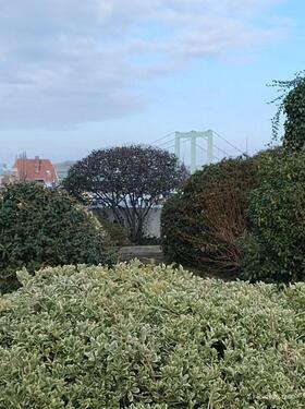 h_Dachgarten, Blick auf die Rodenkirchener Brücke - 