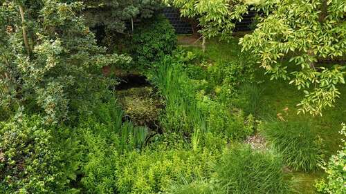 Teich - 