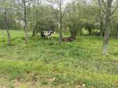  Pferdekoppel - 