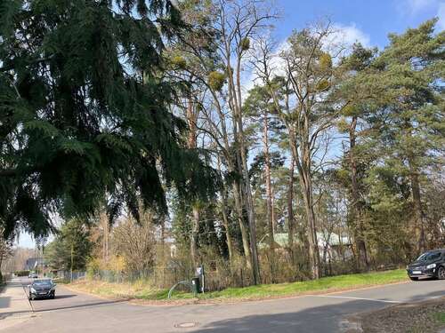 Umgebung alter Baumbestand - 