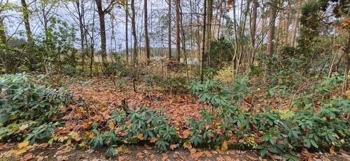 verwunschenes und naturbelassenes Grundstück - 