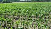 landwirtschaftliche Fäche - Ackerbau in Beckum zum Kaufen