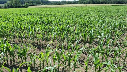 landwirtschaftliche Fäche - Ackerbau in Beckum zum Kaufen