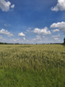 landw. Fläche - landwirtschaftliche Ackerfläche in Beckum zu verkaufen