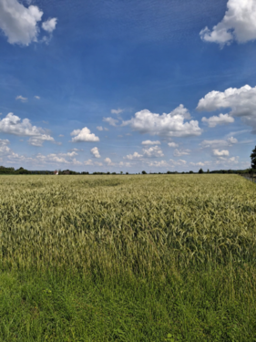 landw. Fläche - landwirtschaftliche Ackerfläche in Beckum zu verkaufen