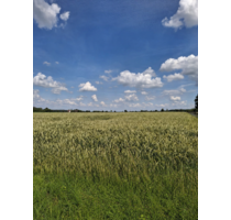 landwirtschaftliche Ackerfläche in Beckum zu verkaufen