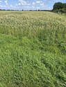 landwirtschaftliche Fläche - Ackerbau in Beckum
