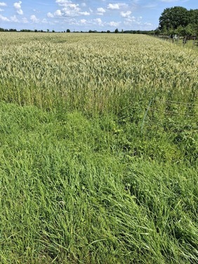 landwirtschaftliche Fläche - Ackerbau in Beckum