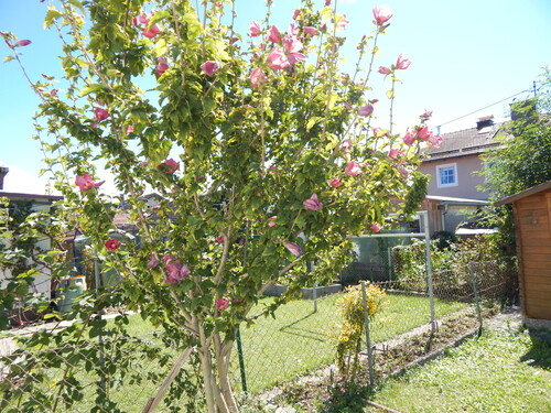 Garten - 