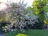 Garten3 - 3 Zimmer Einfamilienhaus zum Kaufen in Bad Schwartau