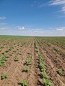 Bild 1 - Ackerbaubetrieb Eigenland und Pachtland 500 ha
