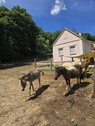 Bild 4 - Einfamilienhaus mit 179,00 m&sup2; in Kertakeskánd zum Kaufen
