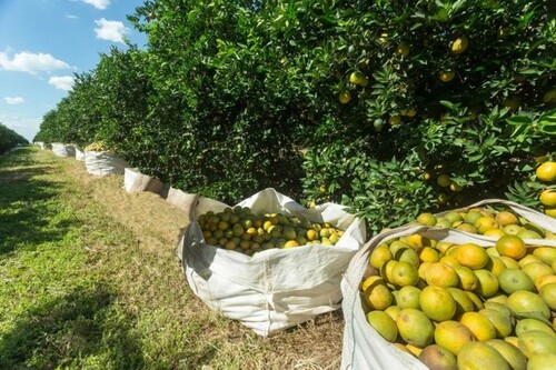 Bild 1 - Brasilien Früchtefarm 449ha in der Region Manaus