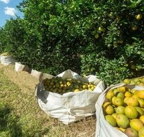 Brasilien Früchtefarm 449ha in der Region Manaus