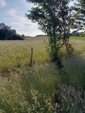 Bild 2 - Grundstück zum Kaufen in Zalewo