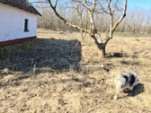 Bild 4 - Einfamilienhaus mit 75,00 m&sup2; in Ásotthalom zum Kaufen