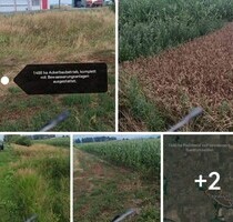 Ackerbaubetrieb 1450 ha Kreis Calarasi - Pescri