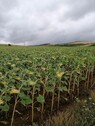 Bild 3 - Grundstück in Pescri