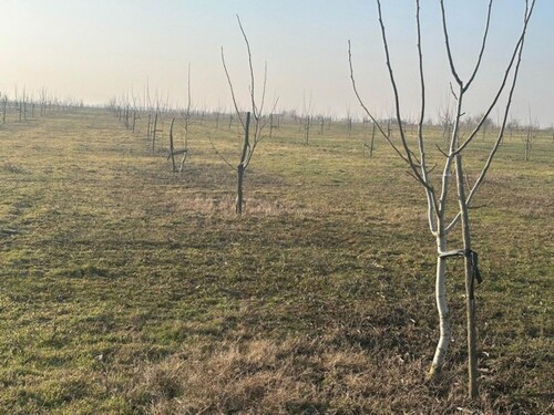 Bild 4 - Einfamilienhaus mit 100,00 m&sup2; in Bucesti zum Kaufen