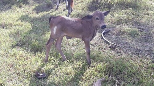 Bild 3 - 2 Zimmer Einfamilienhaus in Valença - Bahia
