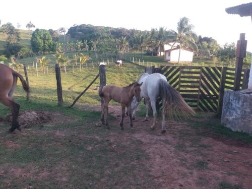 Bild 4 - Einfamilienhaus mit 200,00 m&sup2; in Valença - Bahia zum Kaufen