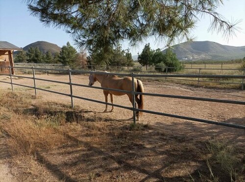 Bild 3 - 5 Zimmer Einfamilienhaus in La Paca (Murcia)