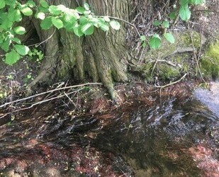 Weiher Wald oder Ausgleichsfläche - Winden a. Aign